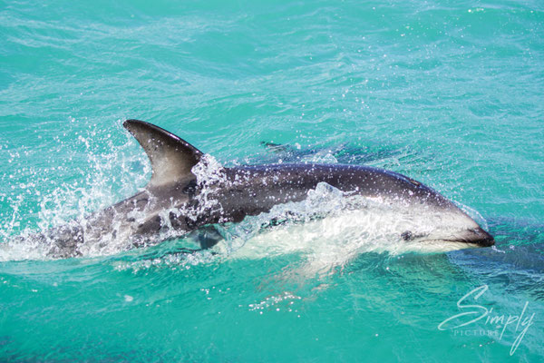 Kaikoura, Dusky Dolphins in hellbrauem Wasser