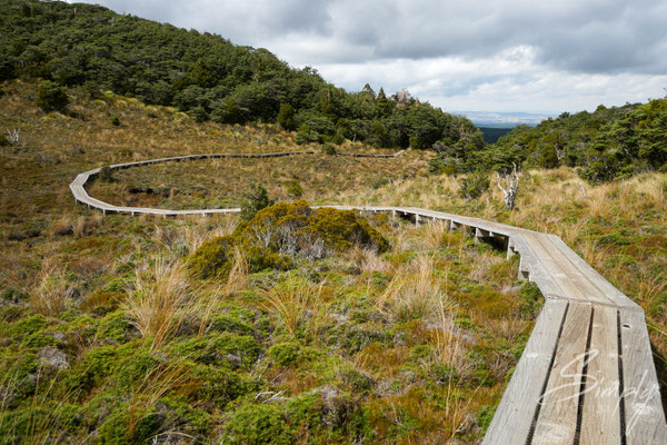 Tongariro National Park-Holzweg führt über eine Anhöhe im Nationalpark