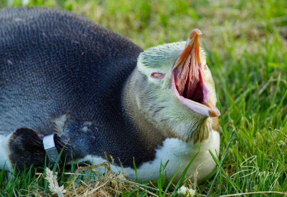 Dunedin, Penguin Place, Pinguins beim Gähnen