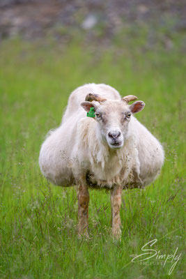 Doppelt schwangeres isländisches Schaf.