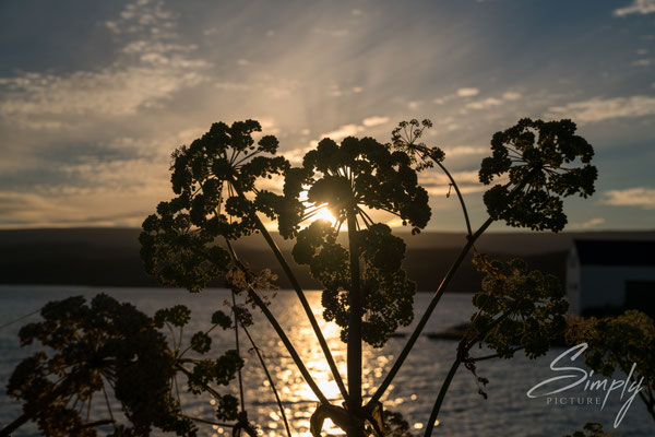 Getrocknete Angelika-Pflanzen-Blüten vor einem Sonnenuntergang.