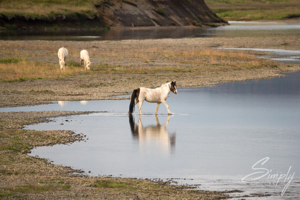 Isländisches Pferd mit Spiegelung in der Wildnis.