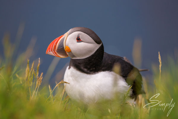 Sitzender Puffin im grünen Gras.