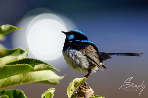 Blue Fairy Wrens