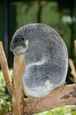 Queensland, Australia Zoo, Koala am entspannen auf einem Baumstrunk