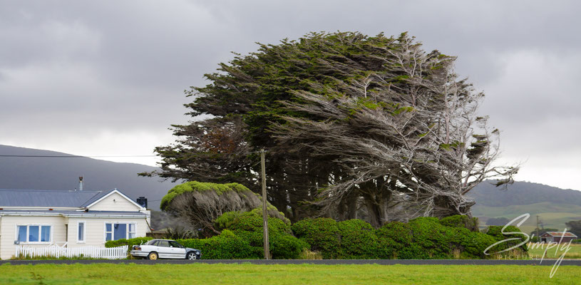 Colac Bay, Oraka, Haus mit grossem Baum, welcher vom Wind stark verbogen und geschunden ist