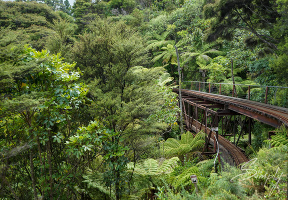Coromandel, Driving Creek Railway, grüner subtrobischer Jungel mit einer schmalspur Eisenbahnschiene