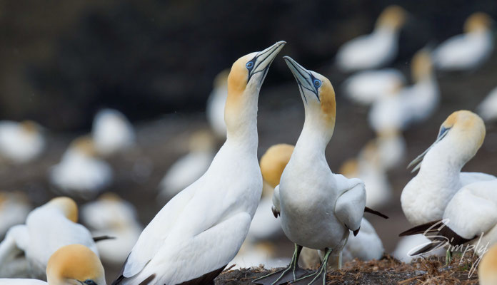 Waitakere, Muriwai Gannet Colony, viele Basstölpel am Brühten