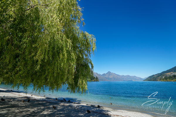 Wanaka, Trauerweide am Seeufer