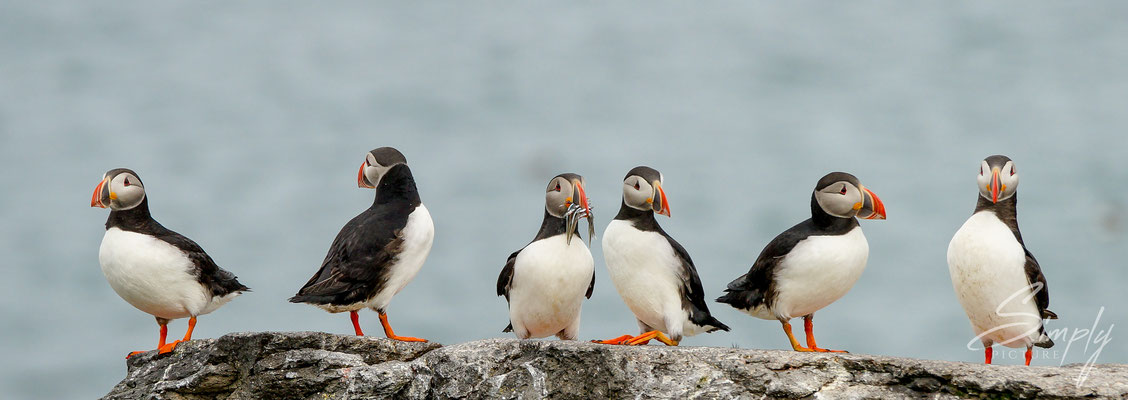 Puffins am ausruhen auf den Steinfelsen an der Klippe.