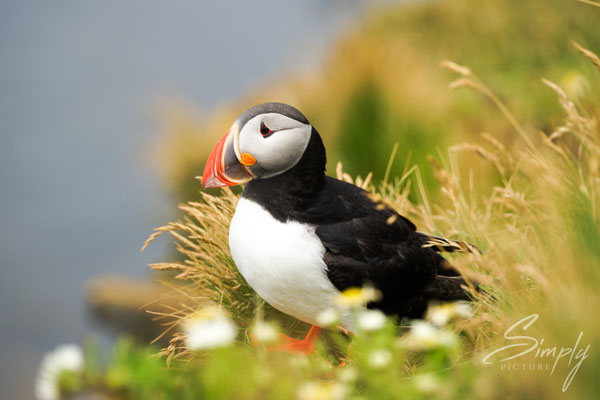 Puffin im grünen Gras an der Klippe.