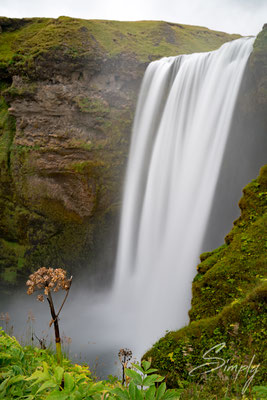 Skógafoss Waterfall mit Angelika-Blume.