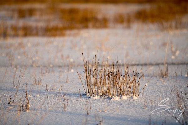 Schneefeld mit verdörrtem Gras zwischen der Ringstrasse und dem Strand Landeyjahöfn.