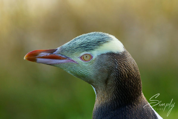 Dunedin, Penguin Place, Portrait eines gelbaugen Pinguins