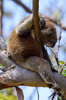 Koala