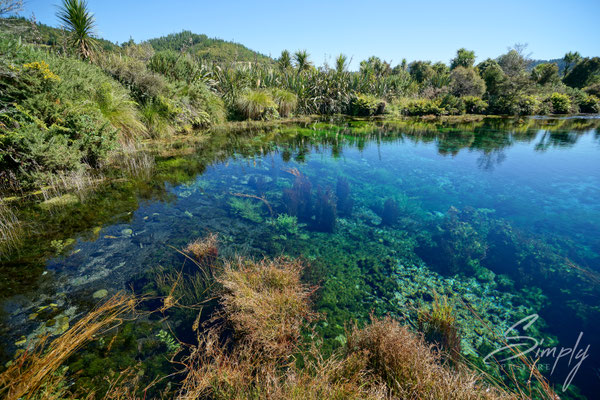 Te Waikoropupū Spring, Grosse Quelle mit Sicht bis auf den Grund