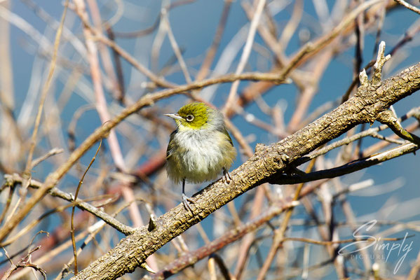 Upper Takaka, Takaka Hill-Silvereye, Tauhou, kleiner süsser Vogel in einem blattlosen Busch
