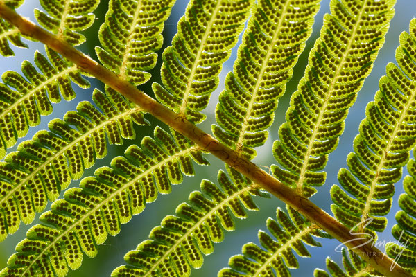 Queensland, Farnblatt von unten Fotografiert