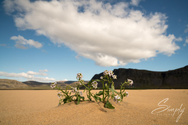 Rauðisandur Beach mit kleiner, gelber Blume im Sand.