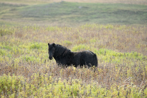 Isländisches Pferd in der Wildnis.