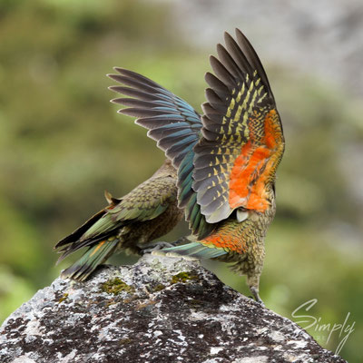 Arthur's Pass, zwei Kea's am spielen und fliegen
