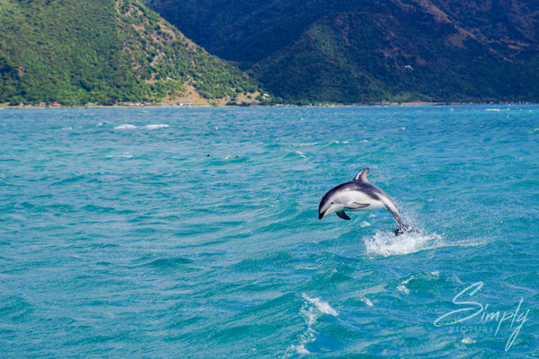 Manapouri, Doubtful Sound, Dusky Dolphin im Sprung
