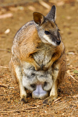 Berg Wallaby