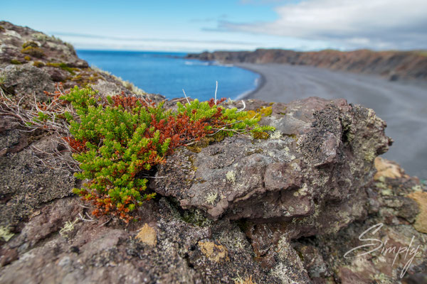 Strand mit stahlblauem Meer und nordischem Steinbewuchs.