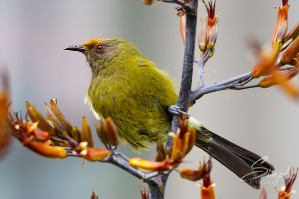 Bellbird in mitten seiner Lieblingsblüten, das Köpfchen ist gelb von den vielen Pollen der Blüten