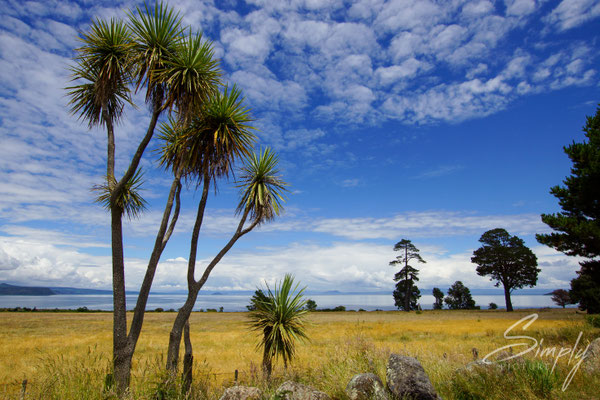 Lake Taupo Scenic Lookout, Stachelpalmen, Sommerliche Wiese