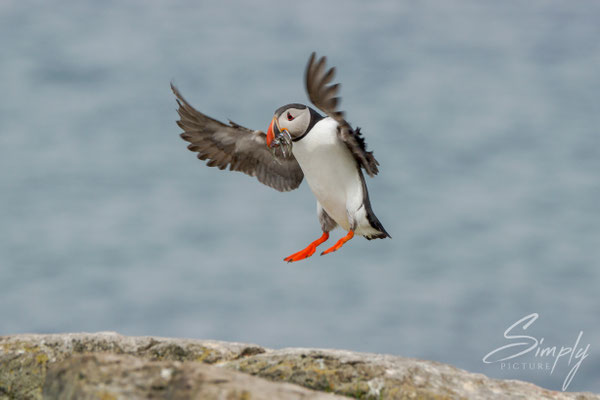 Anflug eines Puffin mit dem Essen für die Jungen im Schnabel.
