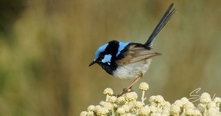 Blue Fairy Wrens near the Great Ocean Road