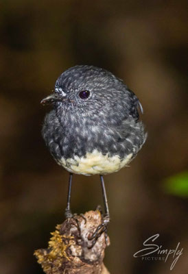 Motuara Island, Cape Jackson, Kakaruai, Robin auf einem Holzstrunk