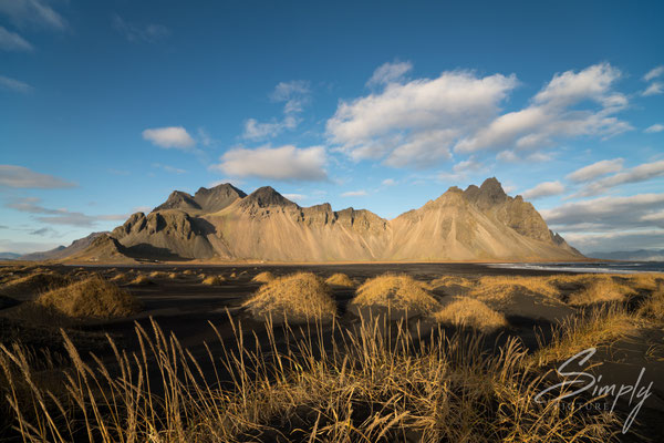 Schwarzer Strand mit blauem Himmel und leuchtend braunem Gras bei Stokksnes.