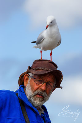 Möve auf dem Kopf eines Fischers, welcher die Pelikane fütterte auf Kangaroo Island