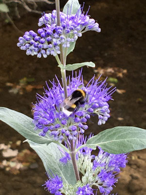 Hummel