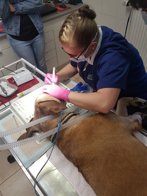 Zahnsanierung eines Hundes