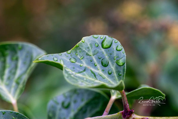 <b>Efeu</b><br>1/50 | f/8 | 90 mm (135 mm) | ISO 1600