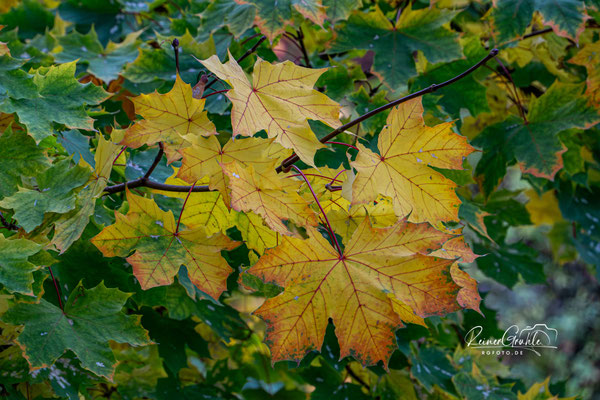 <b>Herbstlaub</b><br>1/250 | f/8 | 147 mm (220 mm) | ISO 1000