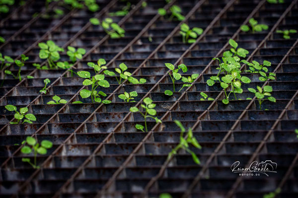 <b>Beigrün im Bodengitter</b><br>1/200 | f/8 | 171 mm (256 mm) | ISO 1600