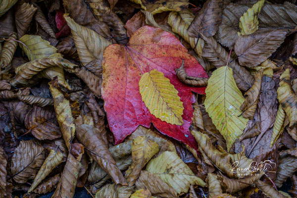 <b>Herbstlaub</b><br>1/60 | f/6.3 | 154 mm (231 mm) | ISO 1600