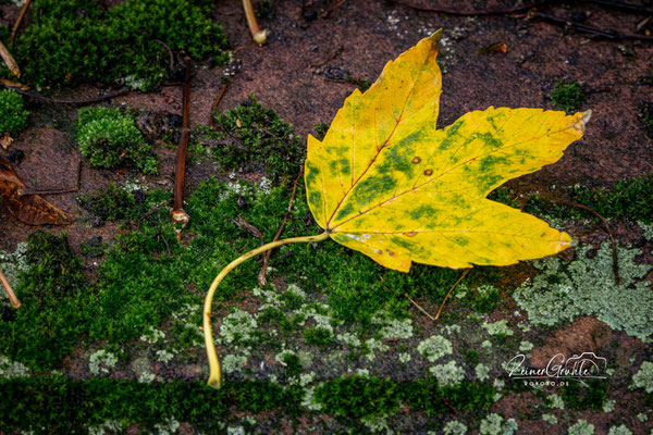 <b>Ahornblatt</b><br>1/25 | f/8 | 90 mm (135 mm) | ISO 1600