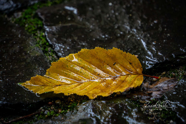 <b>Buchenblatt</b><br>1/125 | f/8 | 223 mm (334 mm) | ISO 1600