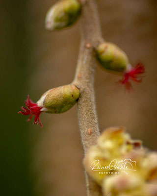 Haselnussblüte (weiblich)