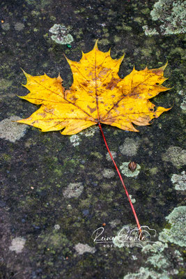 <b>Ahornblatt</b><br>1/200 | f/11 | 141 mm (211 mm) | ISO 1600