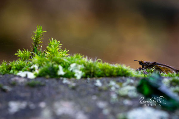 <b>Moos</b><br>1/25 | f/8 | 90 mm (135 mm) | ISO 1600