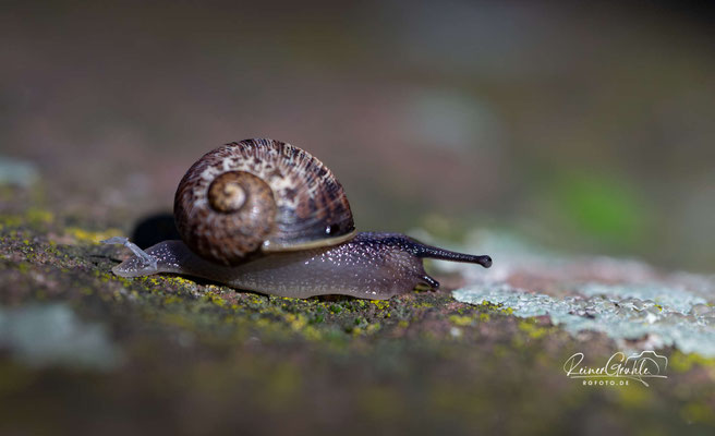 <b>Schnecke</b><br>1/160 | f/3.2 | 90 mm (135 mm) | ISO 2000