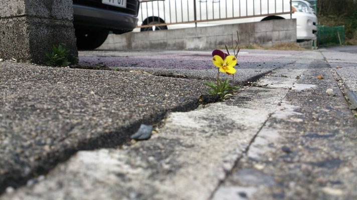 ～ 曇り 時々 雨 ～  よしっ！ 今日も その場所で がんばれっ☆ (2014.4.21) (c) Yukie Arai