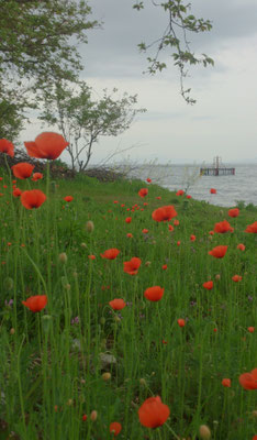 ～  琵琶湖畔  ～   夕暮れは  ちょっと幻想的☆...　(2017.5.13) (c) Yukie Arai