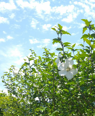 ～  梅雨の晴れ間  ～ 　涼しげなムクゲの花を見上げた♪ 　 (2021.6.24) (c) Yukie Arai